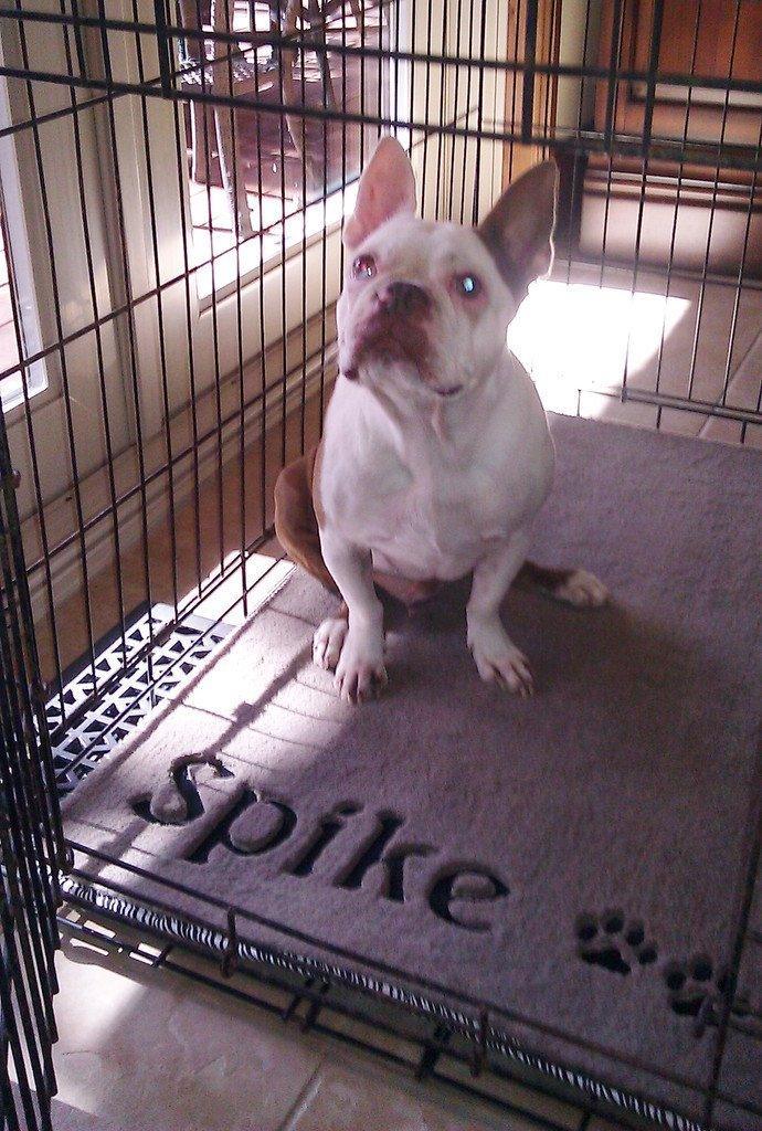 Personalized Pet Crate Kennel Mat 