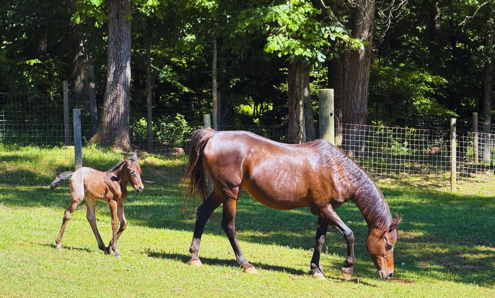 🐴 Baby Season is Here!!! Check out these fun facts about Pregnant Mares and their new additions!!