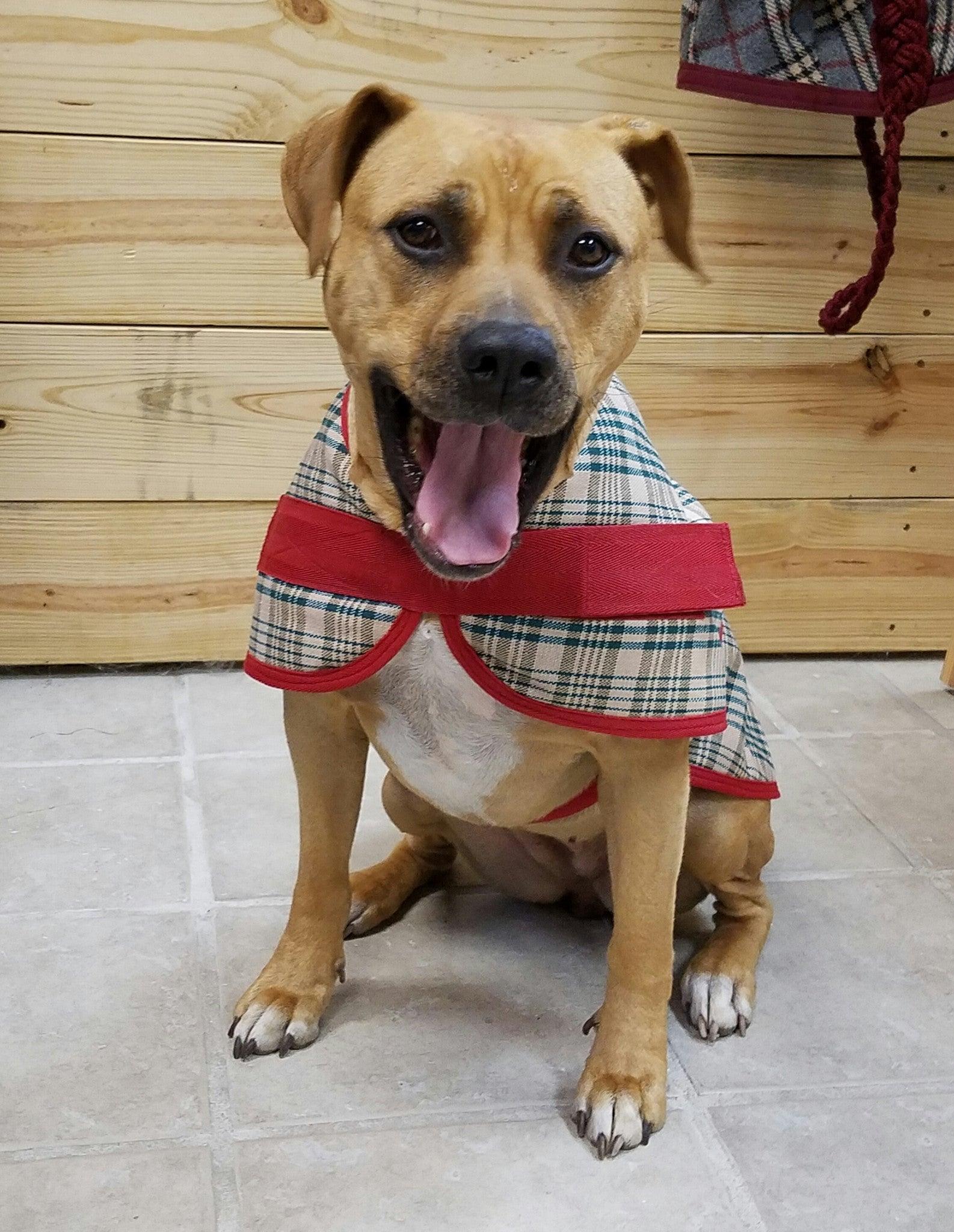 Personalized Dog Blanket - Tartan Plaid - Wilsun Custom Horse Blankets & Fine Horse Accessories