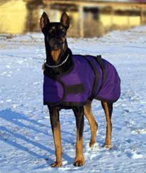 Custom Tailored Dog Blanket - Wilsun Custom Horse Blankets & Fine Horse Accessories